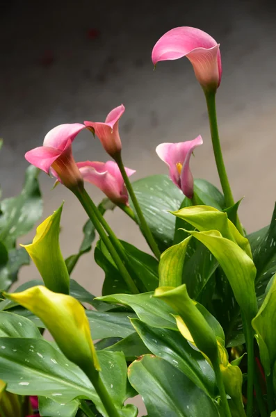 Vacker rosa cala lily arrangemang — Stockfoto