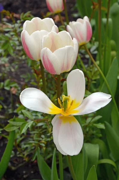 Tulipes printanières en fleurs — Photo