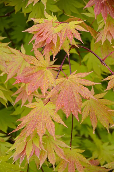 Japanese maple tree leaves — Stock Photo, Image