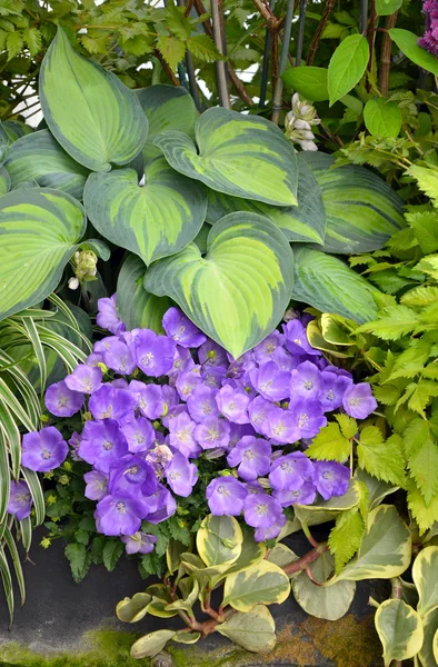 Hosta bitki ve çiçekler — Stok fotoğraf