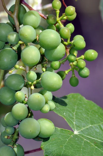 Bunch of green grapes — Stock Photo, Image