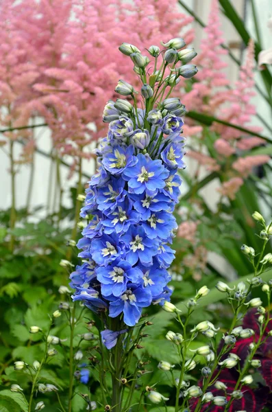 Blue delphinium flowers — Stock Photo, Image