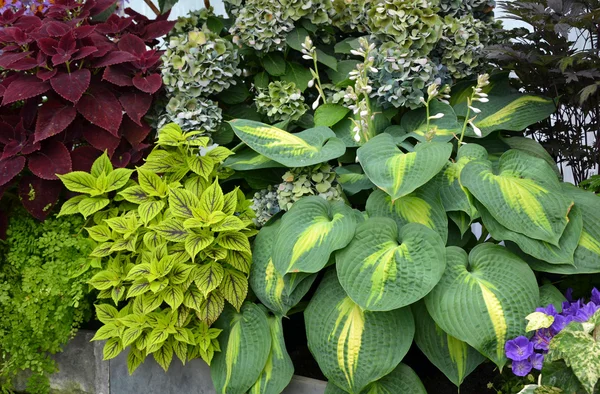 Barevné tropické rostliny — Stock fotografie