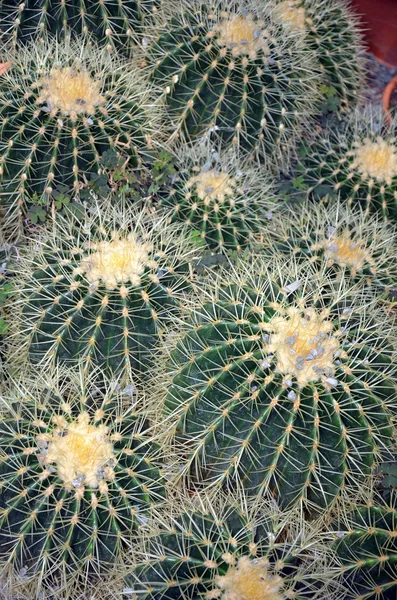 Gyllene fat kaktusträdgård — Stockfoto