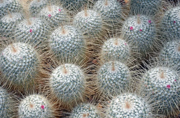 Piccole piante da cactus in fiore — Foto Stock