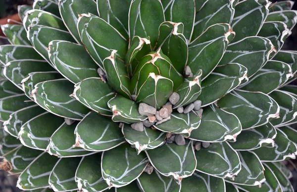 Liście kaktusa — Zdjęcie stockowe