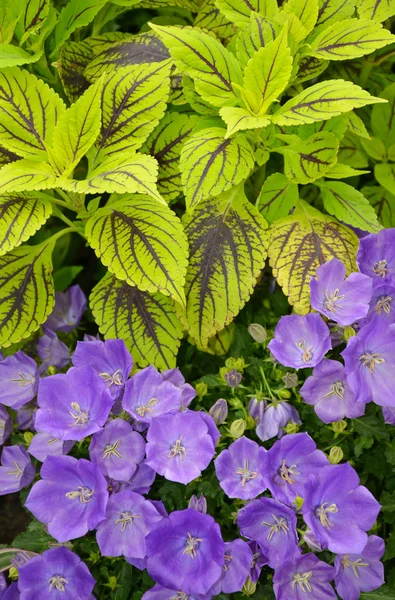 Tropische Blätter und Blüten — Stockfoto