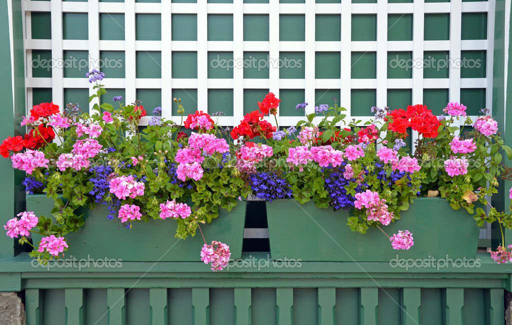 Geranium planters