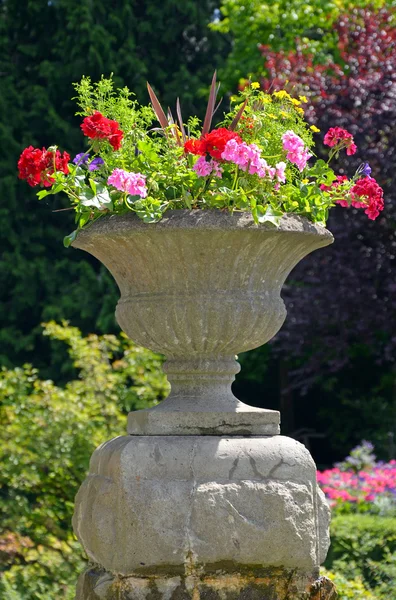 Colorful geranium planter — Stock Photo, Image