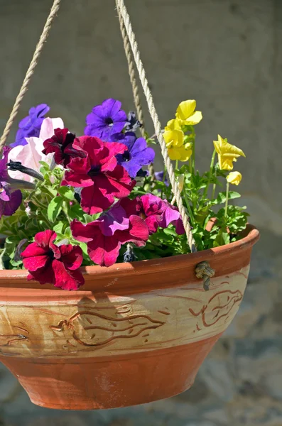 ペチュニアの植木鉢 — ストック写真
