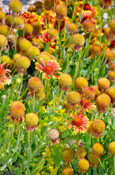 Kwiaty pomarańczowe echinacea — Zdjęcie stockowe