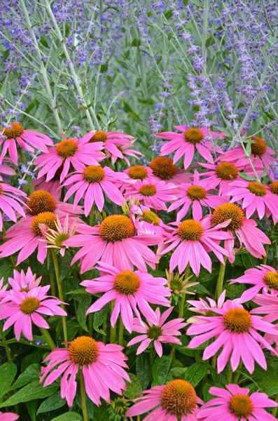 Flores de equinácia rosa — Fotografia de Stock