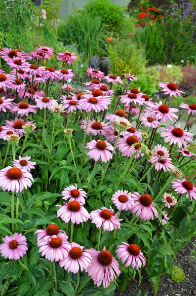 Fialový echinacea květinová zahrada — Stock fotografie