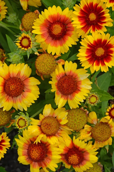 Orangefarbene und gelbe Sonnenhut-Blüten — Stockfoto