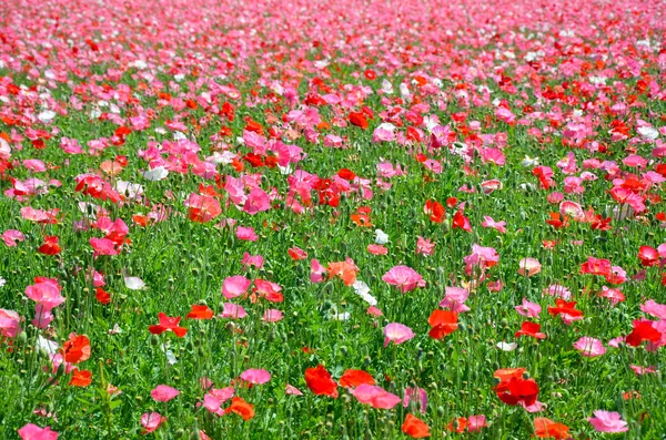 Amapolas rosadas y rojas — Foto de Stock