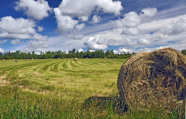 Baal hooi op ranch — Stockfoto