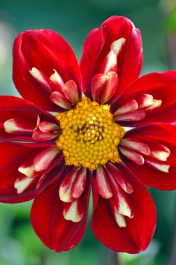 Güzel Red Dahlia