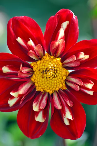 Güzel Red Dahlia — Stok fotoğraf