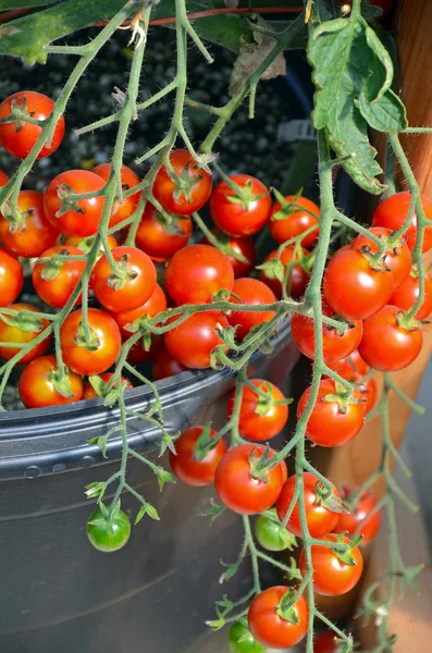 Tomates cerises fraîches — Photo