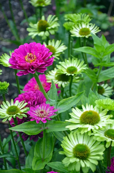 Güzel pembe zinnia çiçekler — Stok fotoğraf
