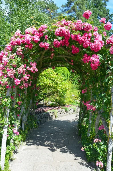 Roze roos tuin archway — Stockfoto