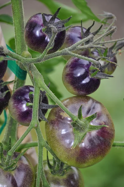 Сияющие фиолетовые помидоры — стоковое фото