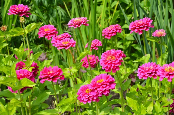 Růžový cínie květinová zahrada — Stock fotografie