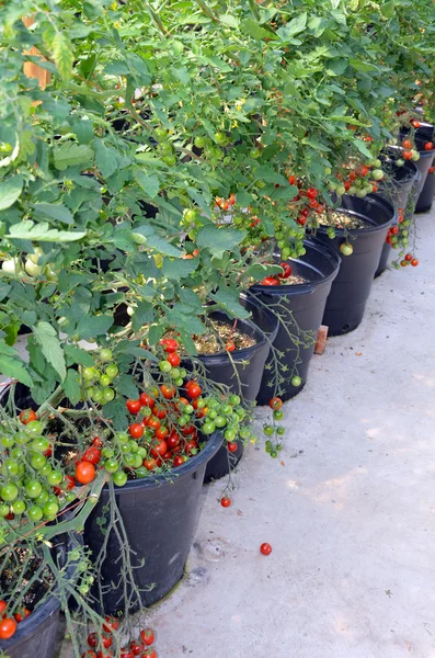 Кастрюли помидоров черри — стоковое фото