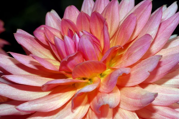 Krásné růžové dahlia květy — Stock fotografie