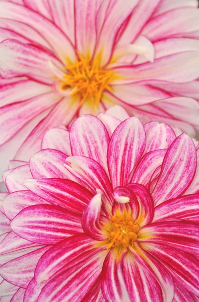 Dahlia růžové a bílé květy — Stock fotografie