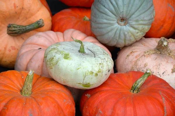 Colorful pumpkin harvest — Stock Photo, Image