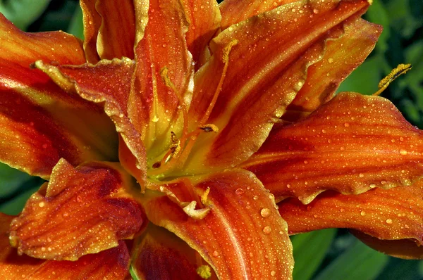 Mooi oranje lily bloem centrum — Stockfoto