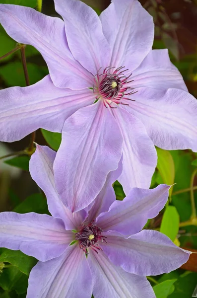 Flores de clematis púrpura — Foto de Stock