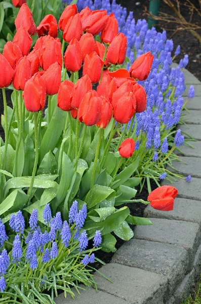 Tulipani rossi e fiori di BlueBell — Foto Stock