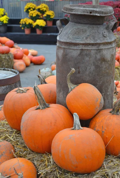 Colorful pumpkin farm display — Stock Photo, Image
