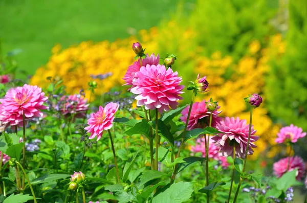 Güzel pembe dahlia Bahçe — Stok fotoğraf