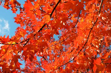 güzel sonbahar yaprakları