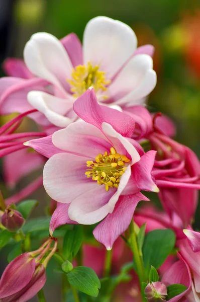 Fleurs de columbine roses et blanches — Photo