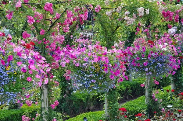 Colorful petunia planters — Stock Photo, Image