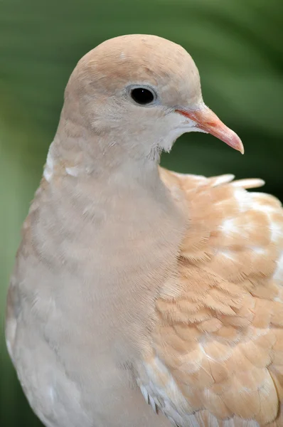 Hnědá holubice — Stock fotografie