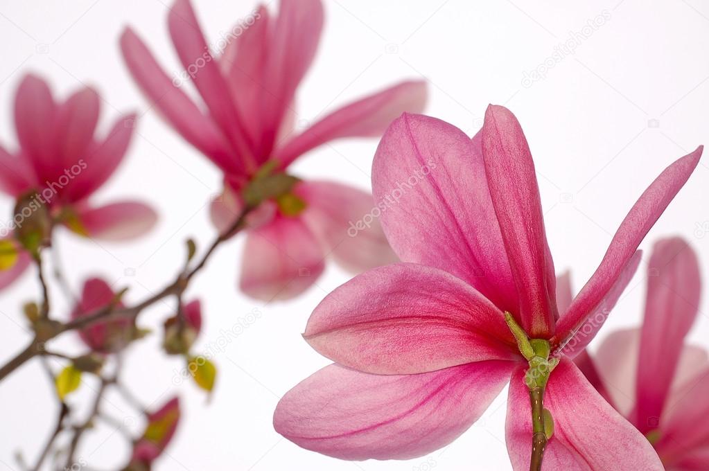 Pink magnolia blossoms