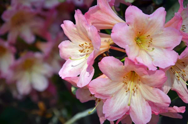 Mooie roze rododendron bloemen — Stockfoto