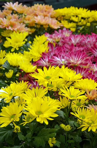 Renkli kasımpatı çiçekleri — Stok fotoğraf