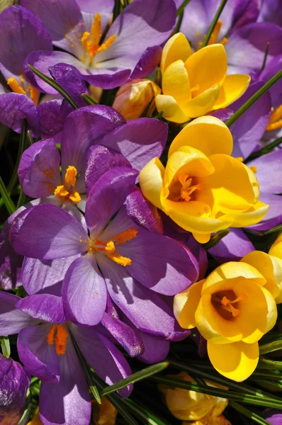 Violette und gelbe Frühlingskrokusblüten — Stockfoto