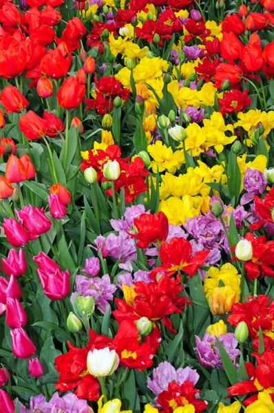 Farbenfroher Frühling Tulpengarten — Stockfoto