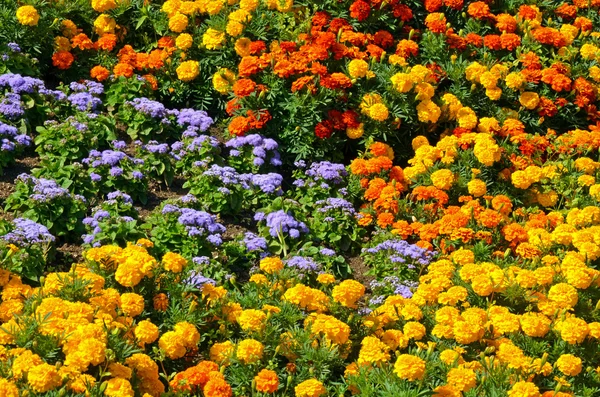 Kolorowe Nagietek ogród — Zdjęcie stockowe