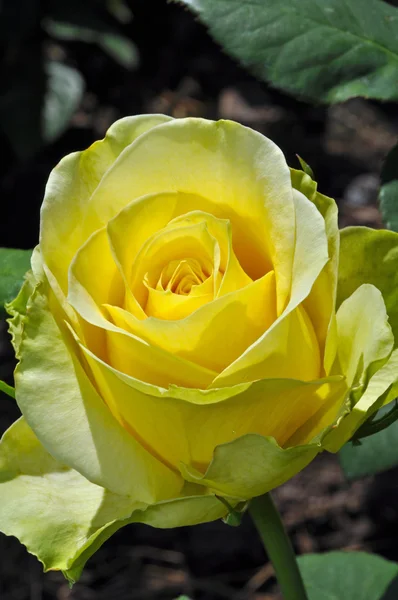 Schöne gelbe Rose — Stockfoto