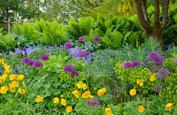 Pacific northwest spring garden — Stock Photo, Image