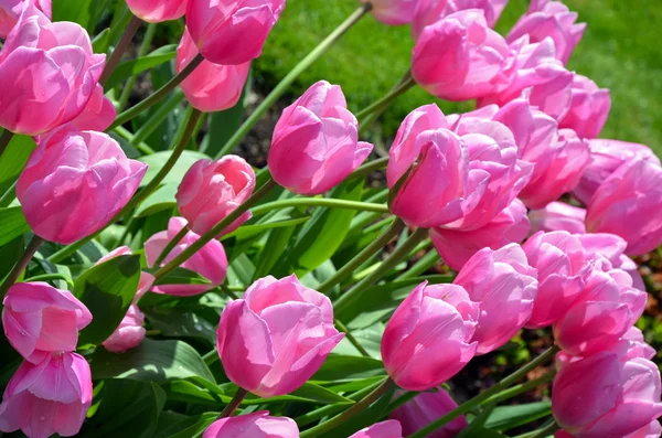 Rosa våren tulpaner i solljus — Stockfoto