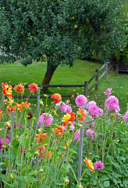 Colorful dahlia garden in summer — Stock Photo, Image